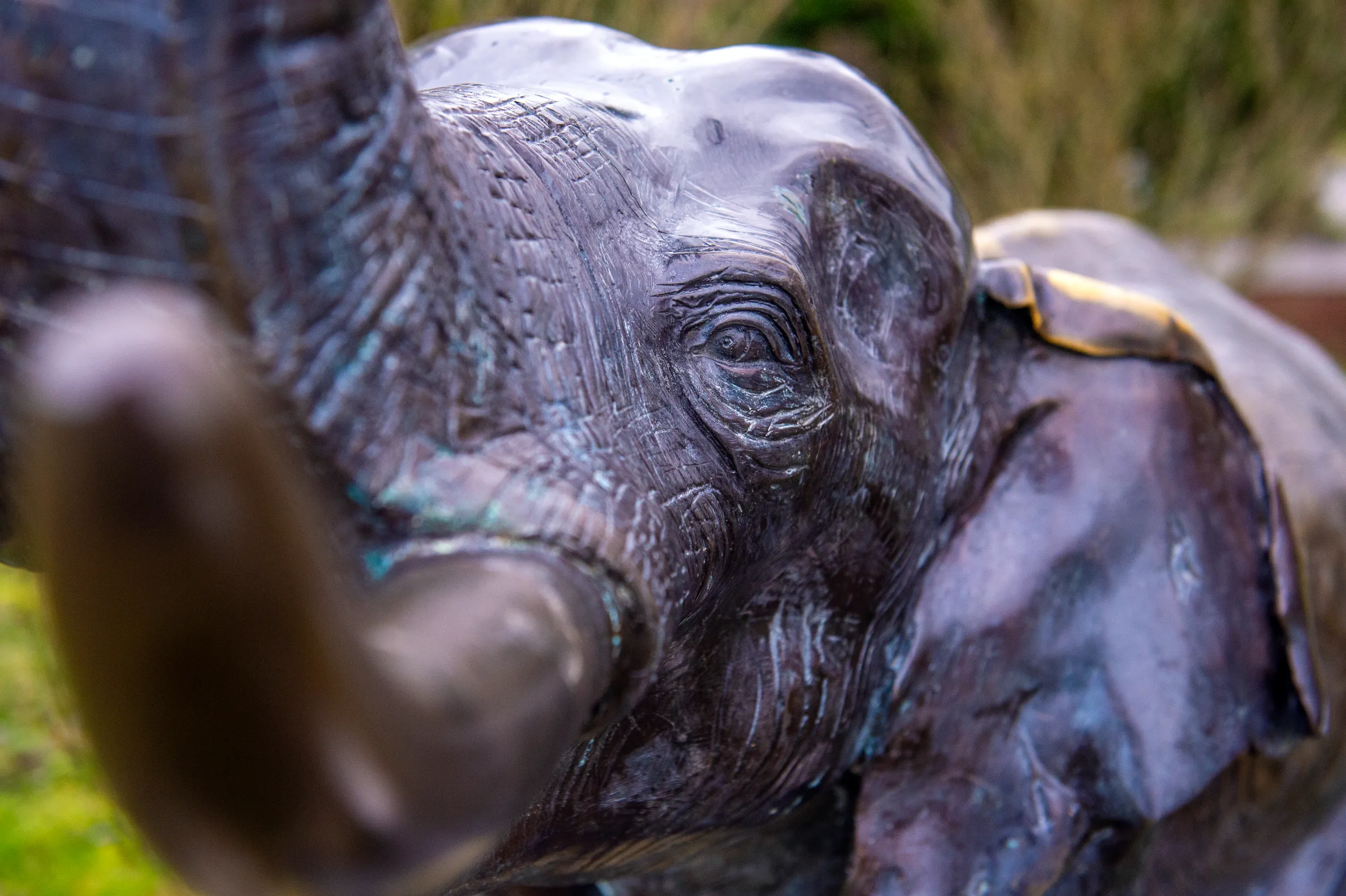 Lisa the Elephant — photo 4