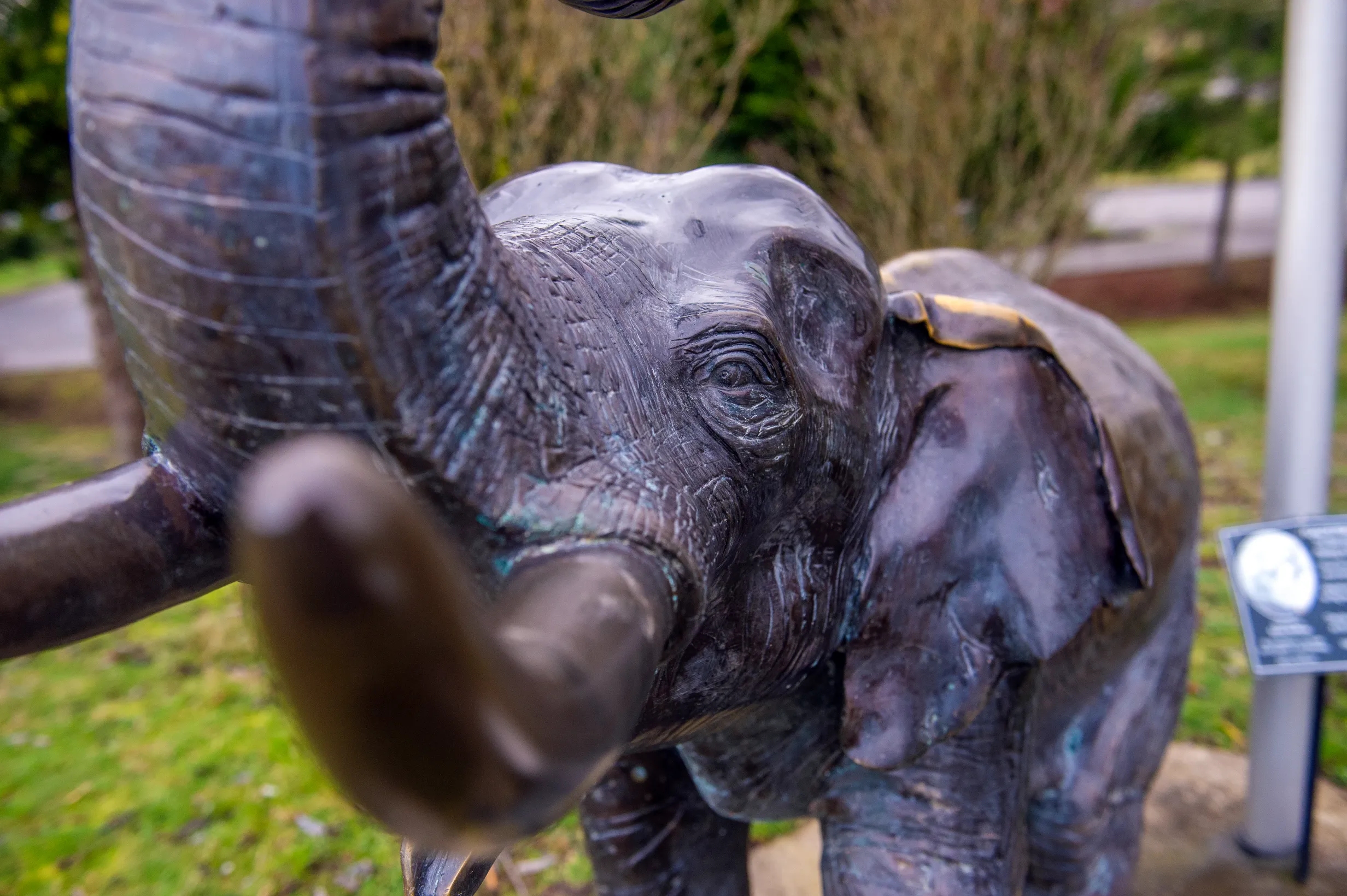 Lisa the Elephant — photo 5