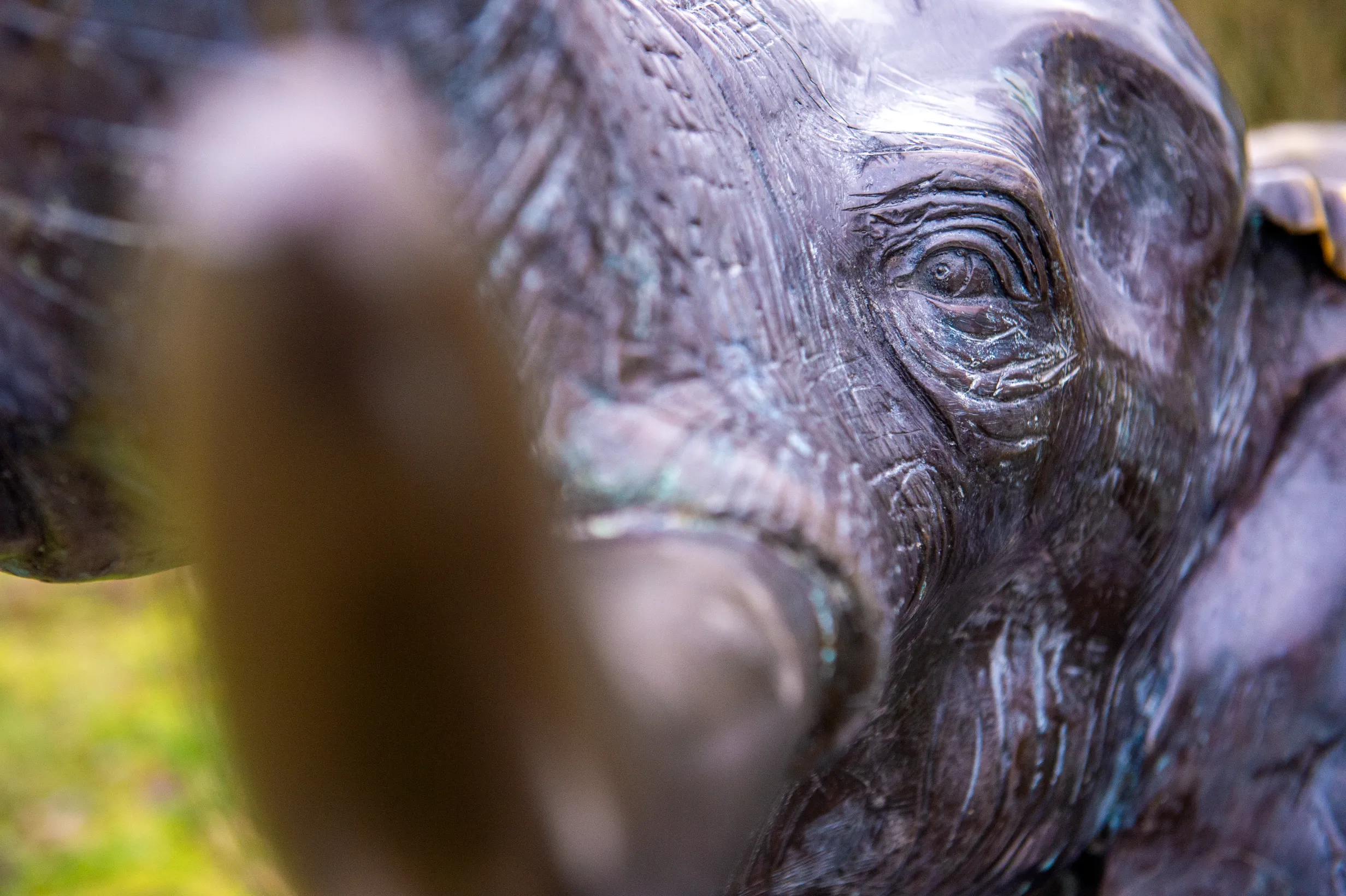 Lisa the Elephant — photo 6