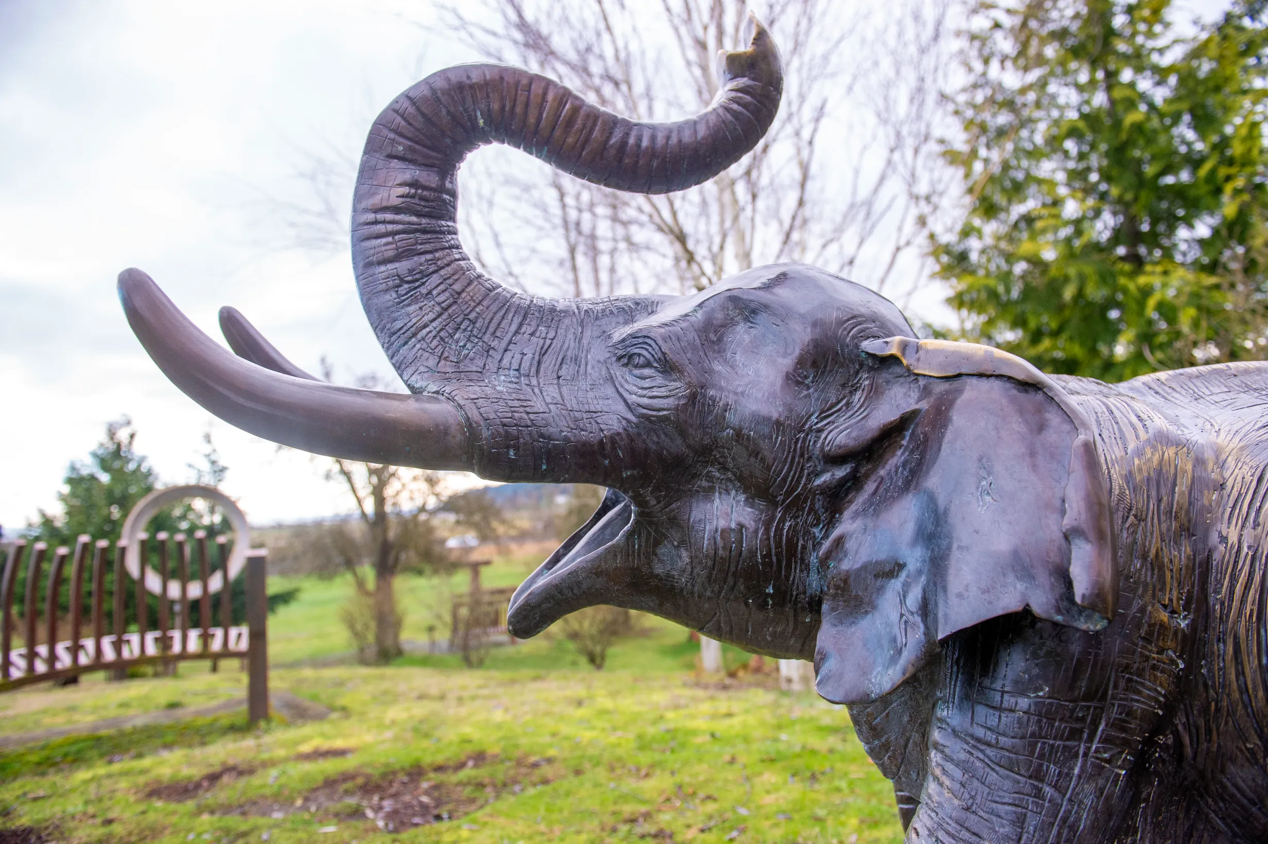 Lisa the Elephant — photo 7