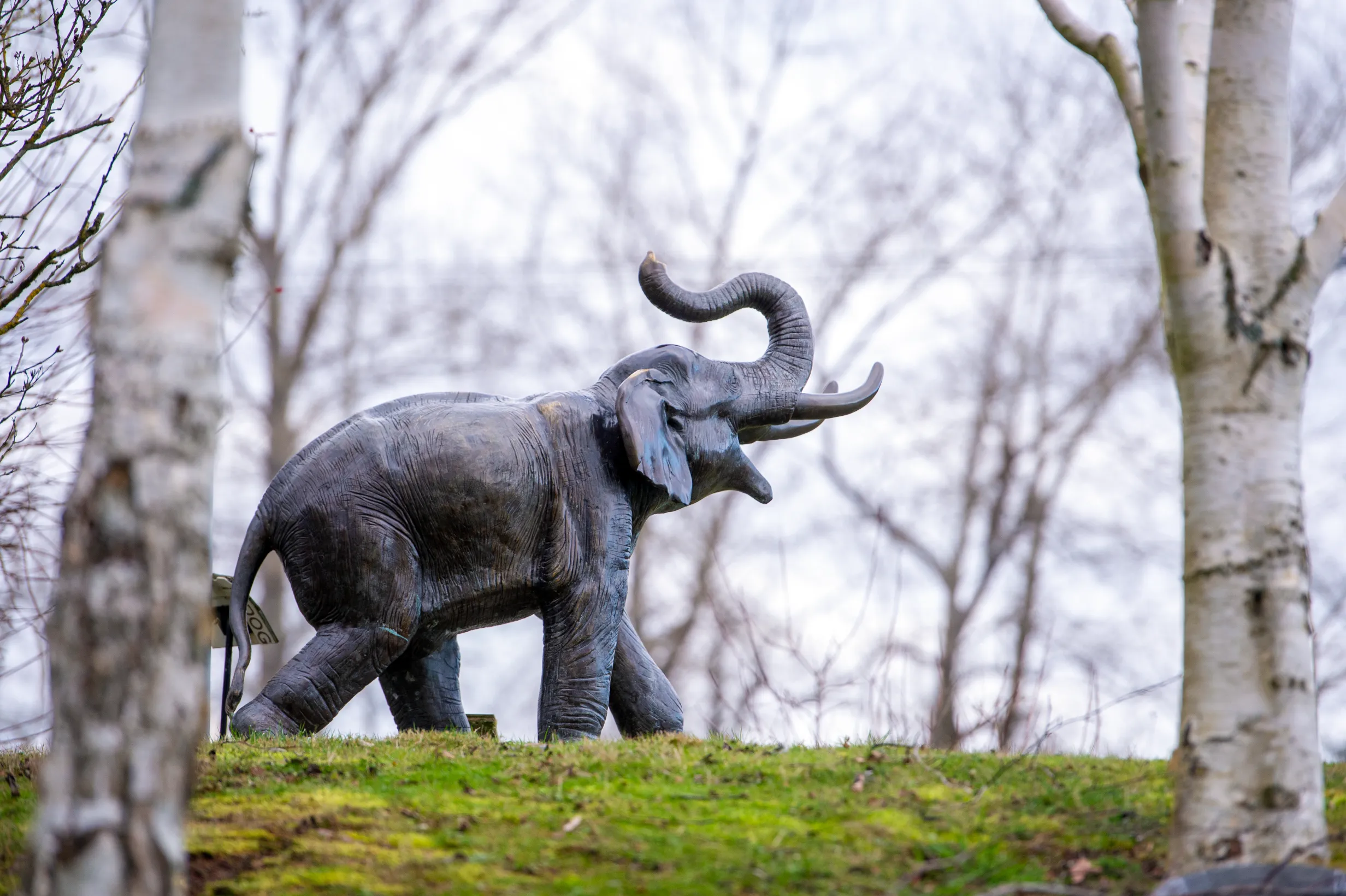 Lisa the Elephant — photo 14