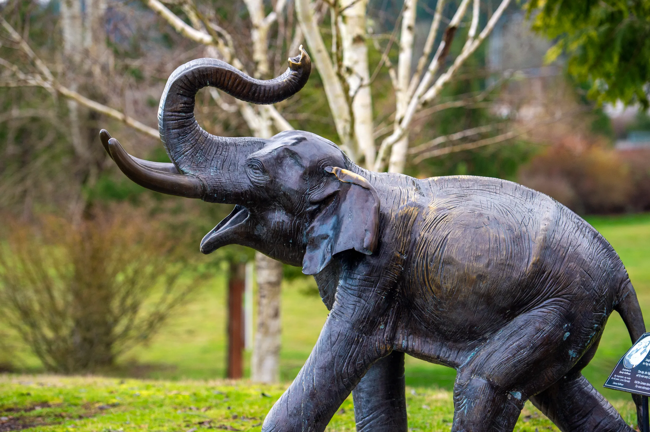 Lisa the Elephant — photo 15